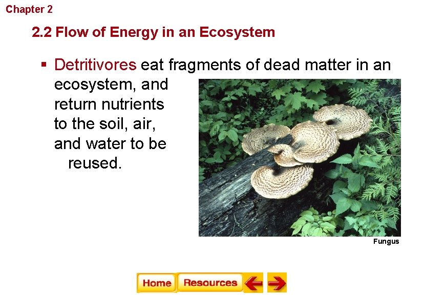 Chapter 2 Principles of Ecology 2. 2 Flow of Energy in an Ecosystem §
