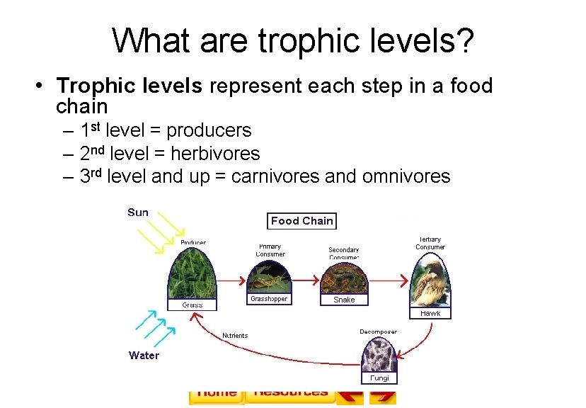 What are trophic levels? • Trophic levels represent each step in a food chain