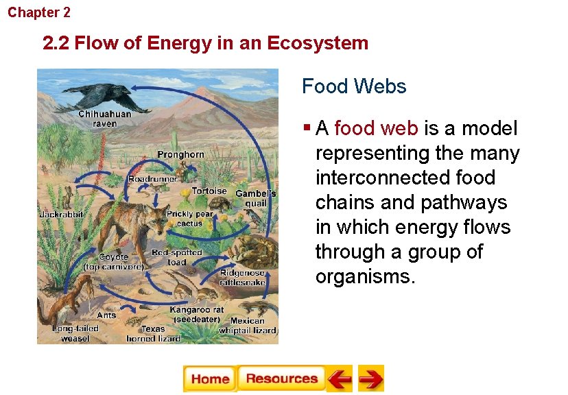 Chapter 2 Principles of Ecology 2. 2 Flow of Energy in an Ecosystem Food