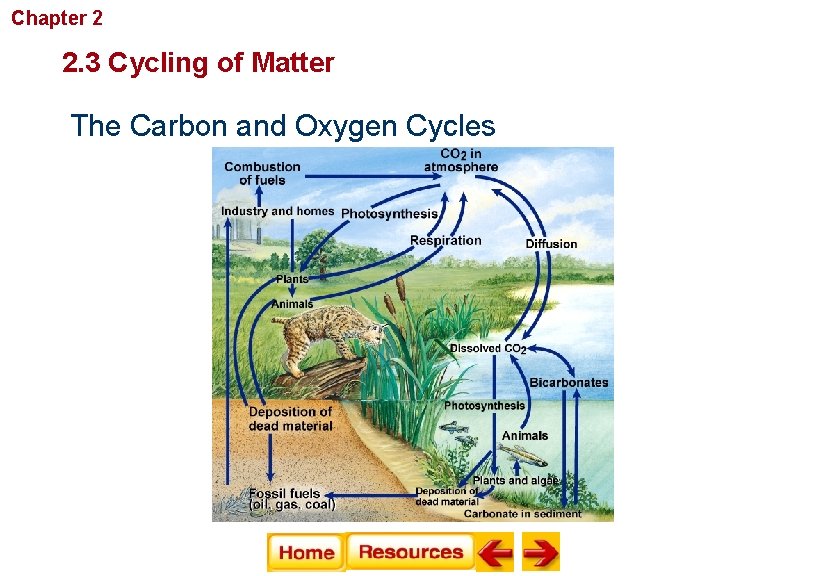 Chapter 2 Principles of Ecology 2. 3 Cycling of Matter The Carbon and Oxygen
