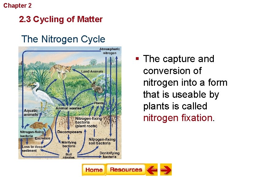 Chapter 2 Principles of Ecology 2. 3 Cycling of Matter The Nitrogen Cycle §