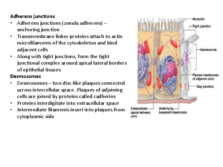 Adherens junctions • Adherens junctions (zonula adherens) – anchoring junction • Transmembrane linker proteins