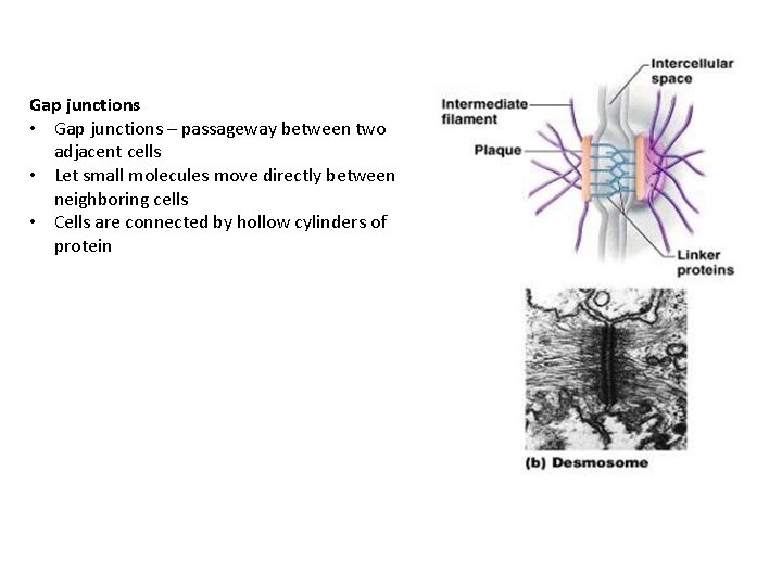 Gap junctions • Gap junctions – passageway between two adjacent cells • Let small