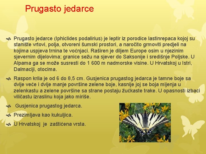 Prugasto jedarce (Iphiclides podalirius) je leptir iz porodice lastinrepaca kojoj su stanište vrtovi, polja,