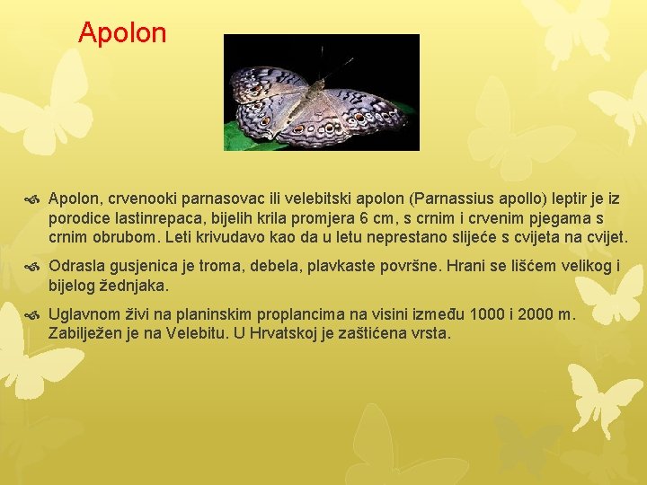 Apolon Apolon, crvenooki parnasovac ili velebitski apolon (Parnassius apollo) leptir je iz porodice lastinrepaca,