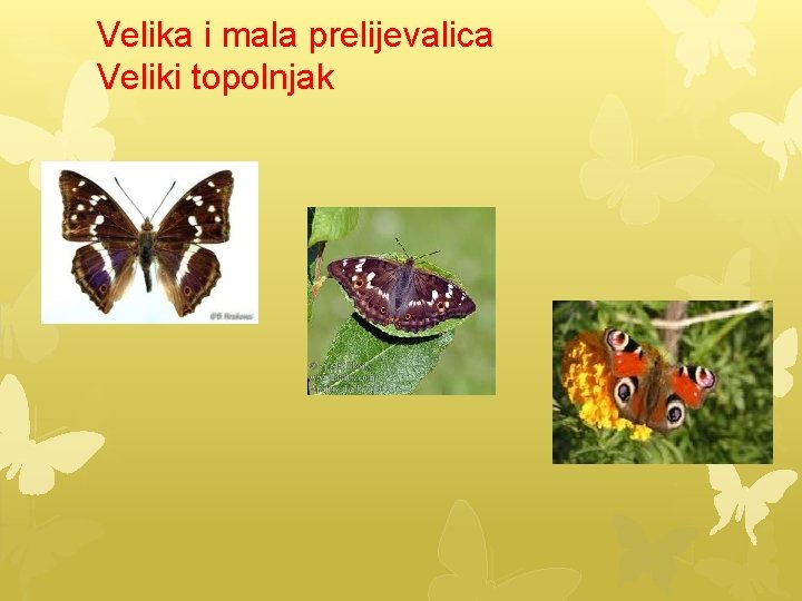 Velika i mala prelijevalica Veliki topolnjak 