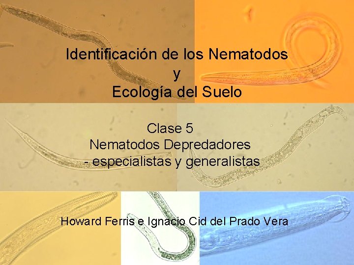 Identificación de los Nematodos y Ecología del Suelo Clase 5 Nematodos Depredadores - especialistas