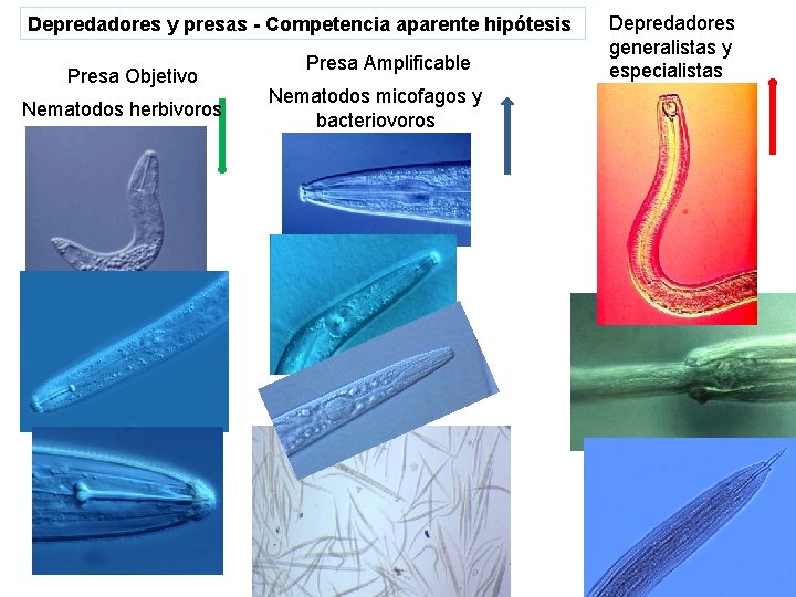 Depredadores y presas - Competencia aparente hipótesis Presa Objetivo Nematodos herbivoros Presa Amplificable Nematodos