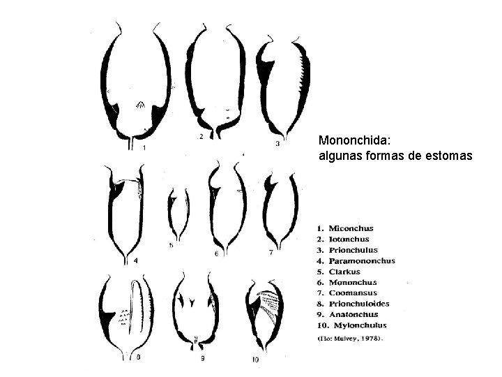 Mononchida: algunas formas de estomas 