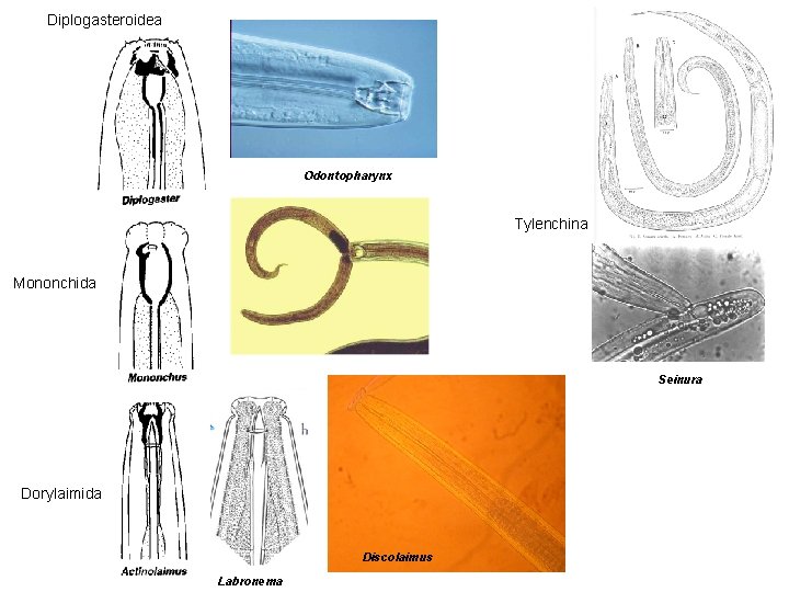 Diplogasteroidea Odontopharynx Tylenchina Mononchida Seinura Dorylaimida Discolaimus Labronema 