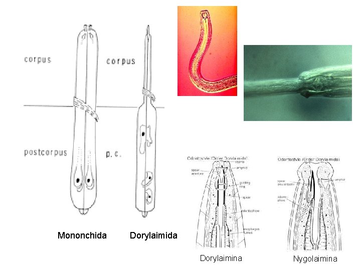 Mononchida Dorylaimina Nygolaimina 