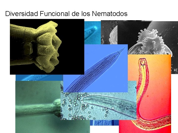 Diversidad Funcional de los Nematodos 