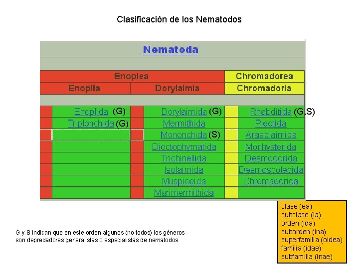 Clasificación de los Nematodos (G) (G) (G, S) (S) G y S indican que