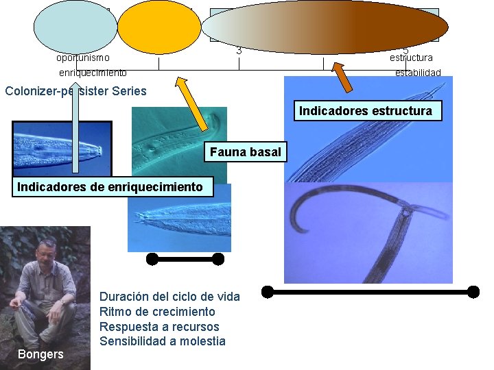 1 oportunismo 2 3 enriquecimiento 4 5 estructura estabilidad Colonizer-persister Series Indicadores estructura Fauna