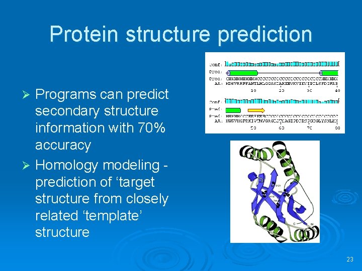 Protein structure prediction Programs can predict secondary structure information with 70% accuracy Ø Homology