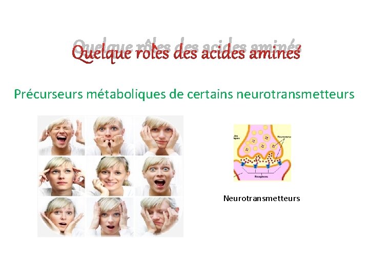 Quelque rôles des acides aminés Précurseurs métaboliques de certains neurotransmetteurs Neurotransmetteurs 