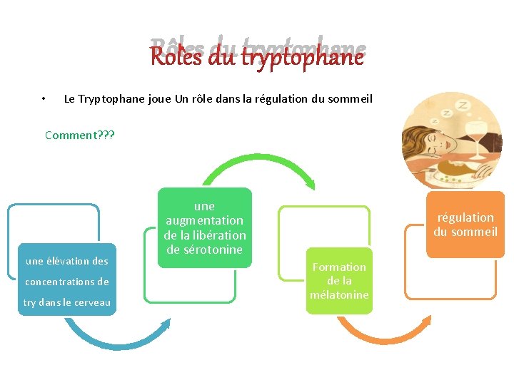 Rôles du tryptophane • Le Tryptophane joue Un rôle dans la régulation du sommeil