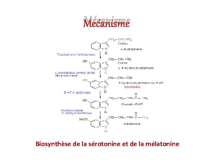 Mécanisme Biosynthèse de la sérotonine et de la mélatonine 