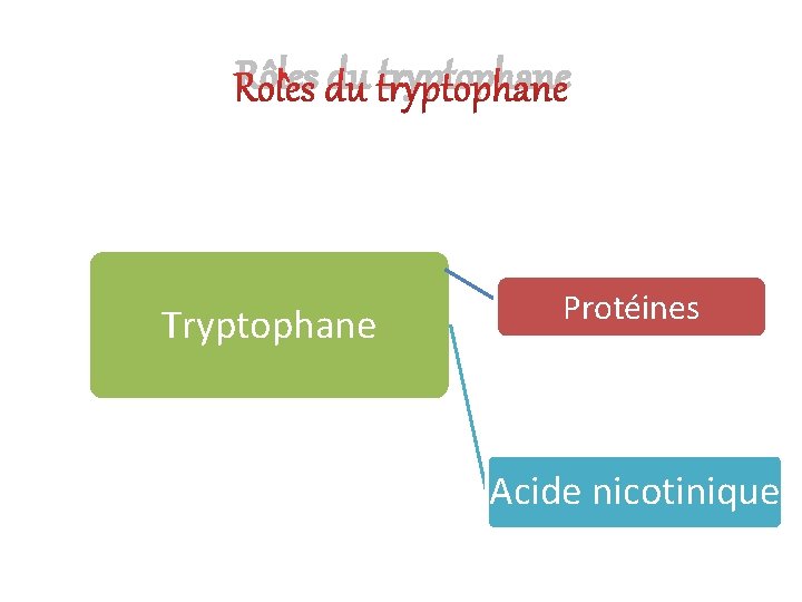 Rôles du tryptophane Tryptophane Protéines Acide nicotinique 