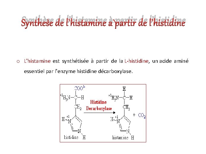 Synthèse de l’histamine à partir de l’histidine o L'histamine est synthétisée à partir de