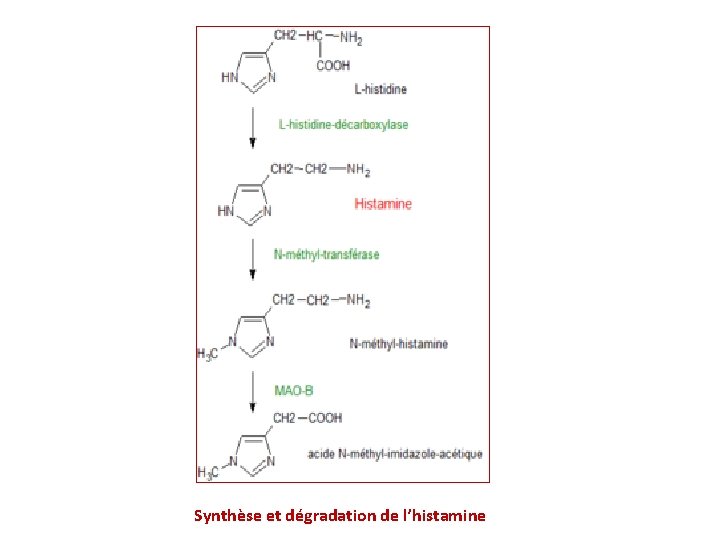 Synthèse et dégradation de l’histamine 