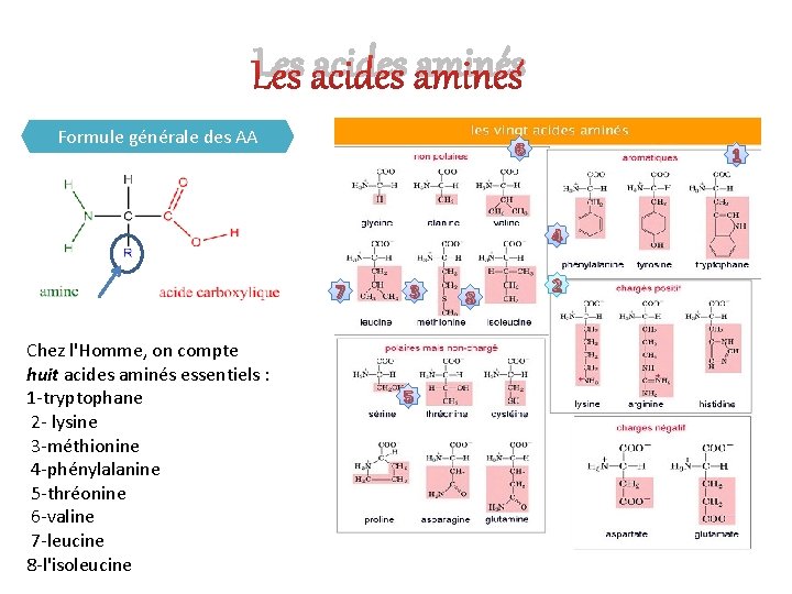 Les acides aminés Formule générale des AA 6 1 4 7 Chez l'Homme, on