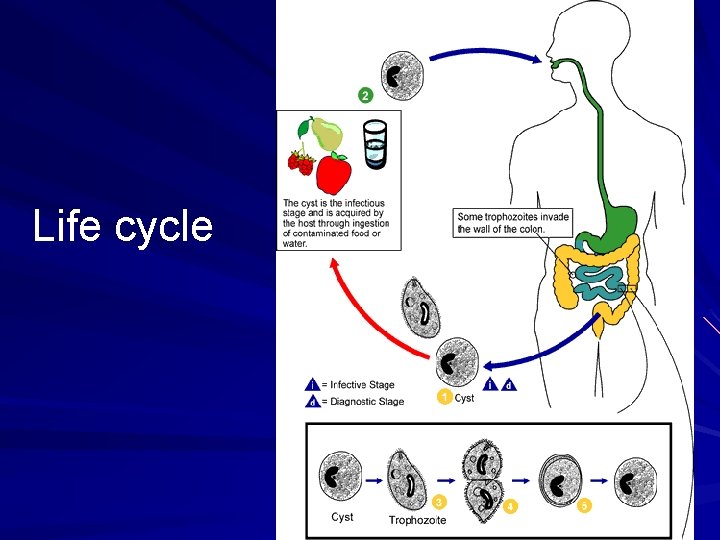 Life cycle 