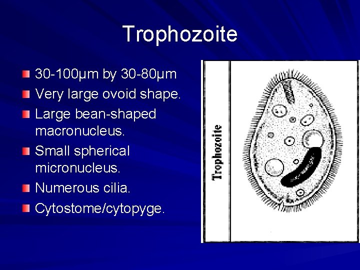Trophozoite 30 -100µm by 30 -80µm Very large ovoid shape. Large bean-shaped macronucleus. Small