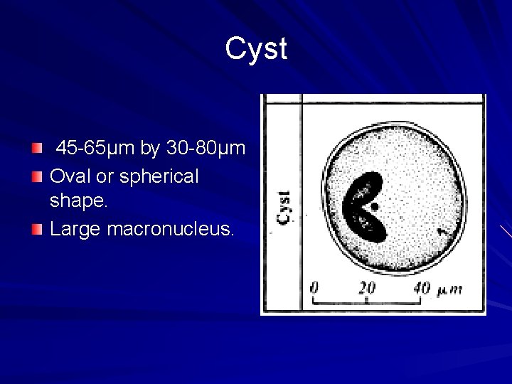 Cyst 45 -65µm by 30 -80µm Oval or spherical shape. Large macronucleus. 