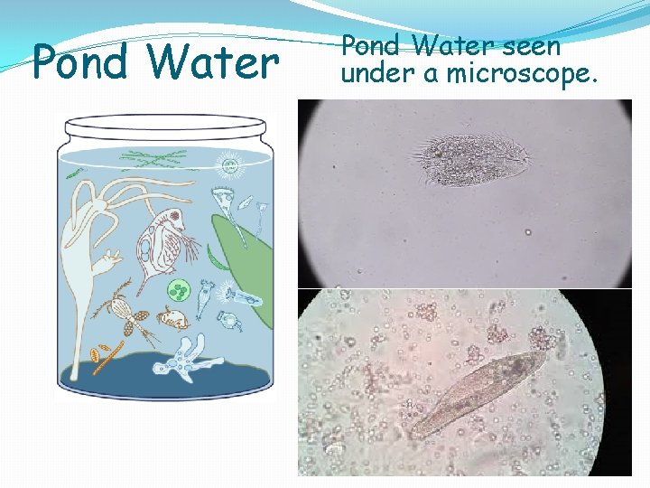 Pond Water seen under a microscope. . 