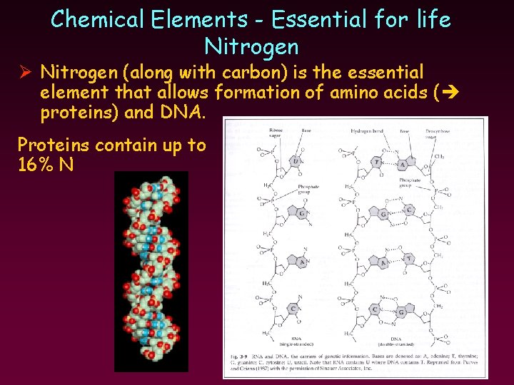 Chemical Elements - Essential for life Nitrogen Ø Nitrogen (along with carbon) is the