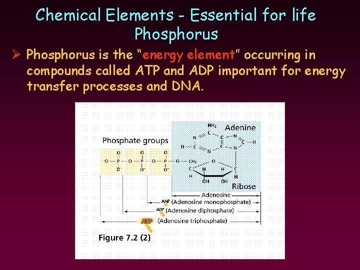 Chemical Elements - Essential for life Phosphorus Ø Phosphorus is the “energy element” occurring