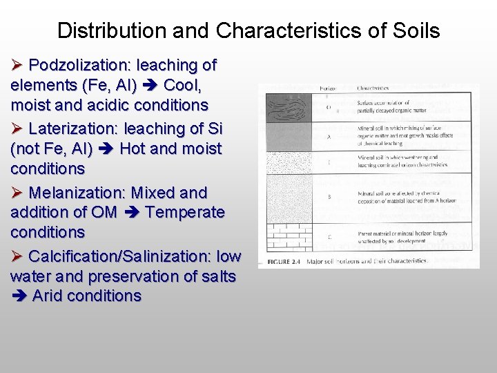 Distribution and Characteristics of Soils Ø Podzolization: leaching of elements (Fe, Al) Cool, moist