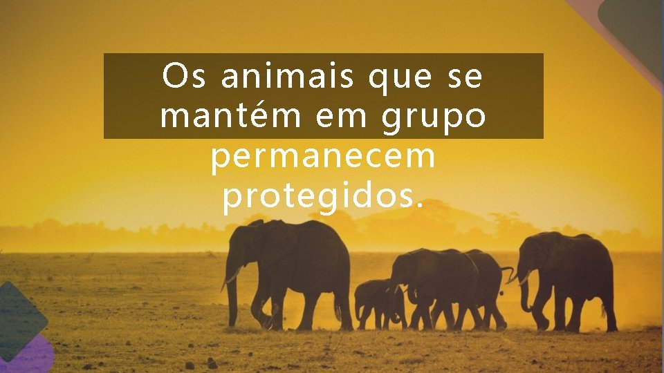 Os animais que se mantém em grupo permanecem protegidos. Os animais que se mantém em grupo permanecem protegidos.