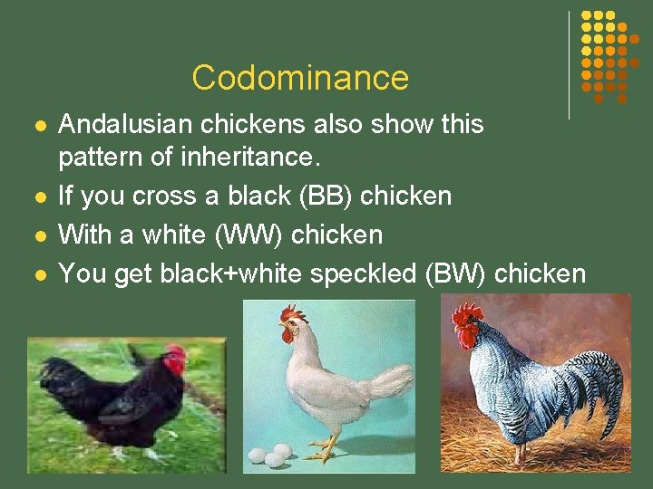 Codominance l l Andalusian chickens also show this pattern of inheritance. If you cross