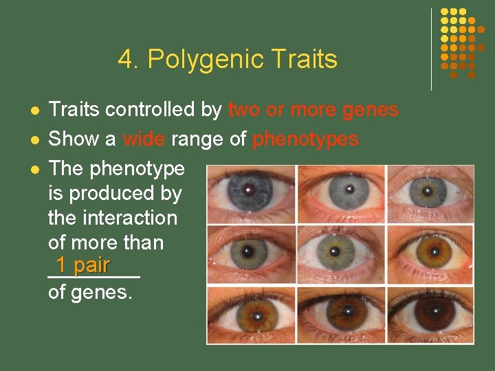 4. Polygenic Traits l l l Traits controlled by two or more genes Show
