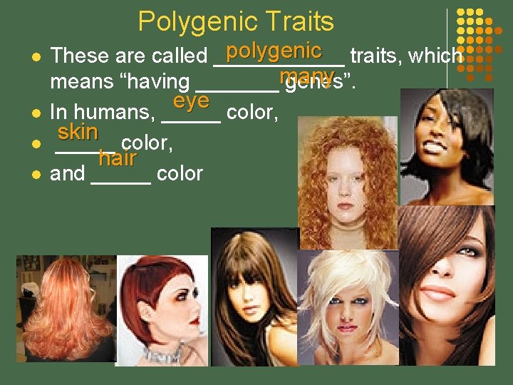 Polygenic Traits l l polygenic traits, which These are called ______ means “having _______many