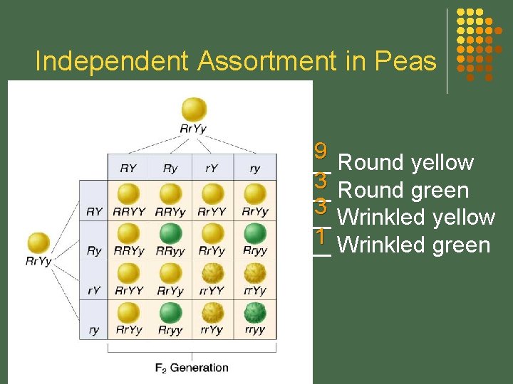 Independent Assortment in Peas 9 __ Round yellow 3 Round green __ 3 __