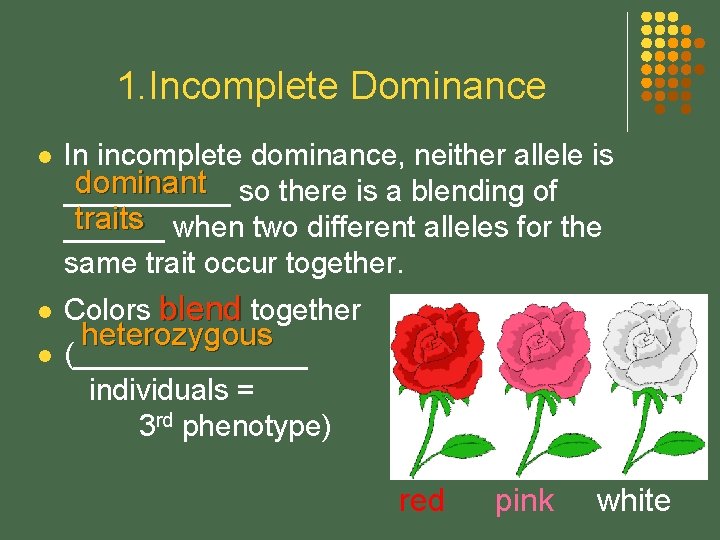 1. Incomplete Dominance l l l In incomplete dominance, neither allele is dominant so