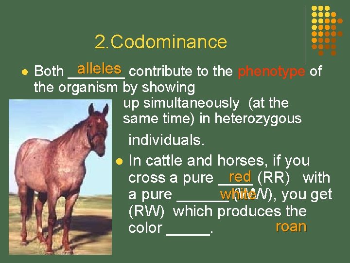 2. Codominance l alleles contribute to the phenotype of Both _______ the organism by