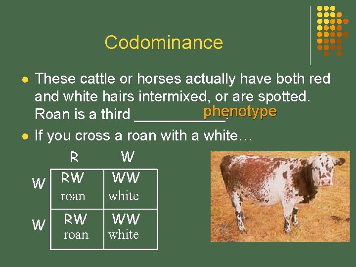 Codominance l l These cattle or horses actually have both red and white hairs