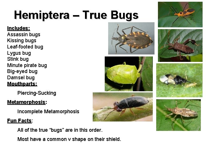 Hemiptera – True Bugs Includes: Assassin bugs Kissing bugs Leaf-footed bug Lygus bug Stink