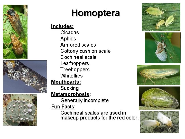 Homoptera Includes: Cicadas Aphids Armored scales Cottony cushion scale Cochineal scale Leafhoppers Treehoppers Whiteflies