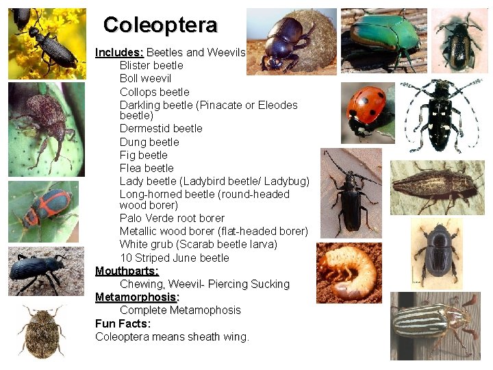 Coleoptera Includes: Beetles and Weevils Blister beetle Boll weevil Collops beetle Darkling beetle (Pinacate