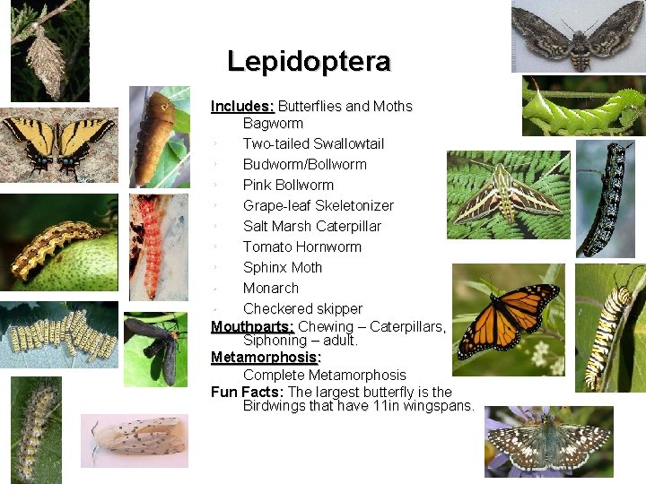 Lepidoptera Includes: Butterflies and Moths Bagworm • Two-tailed Swallowtail • Budworm/Bollworm • Pink Bollworm