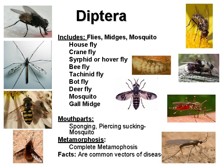 Diptera Includes: Flies, Midges, Mosquito House fly Crane fly Syrphid or hover fly Bee