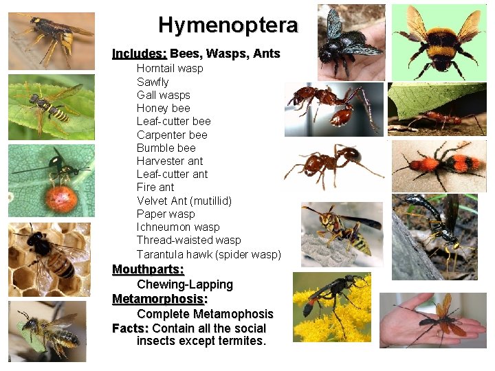 Hymenoptera Includes: Bees, Wasps, Ants Horntail wasp Sawfly Gall wasps Honey bee Leaf-cutter bee