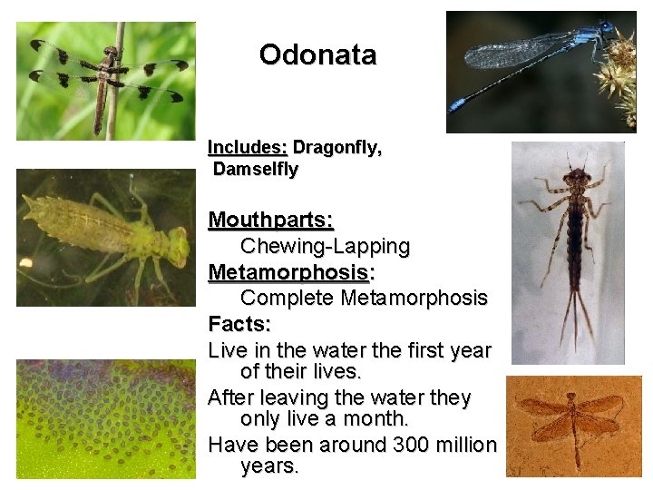 Odonata Includes: Dragonfly, Damselfly Mouthparts: Chewing-Lapping Metamorphosis: Complete Metamorphosis Facts: Live in the water