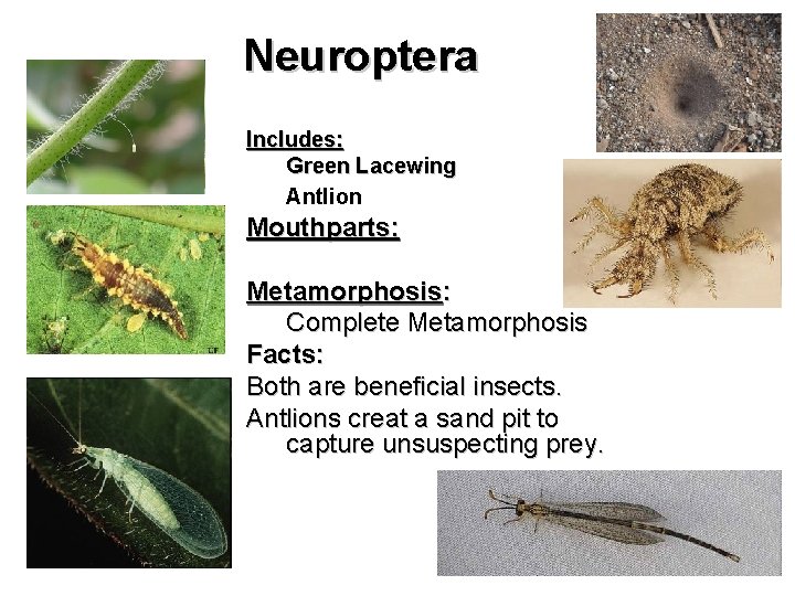 Neuroptera Includes: Green Lacewing Antlion Mouthparts: Metamorphosis: Complete Metamorphosis Facts: Both are beneficial insects.