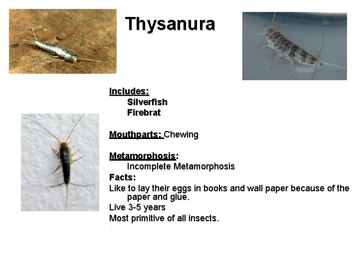 Thysanura Includes: Silverfish Firebrat Mouthparts: Chewing Metamorphosis: Incomplete Metamorphosis Facts: Like to lay their